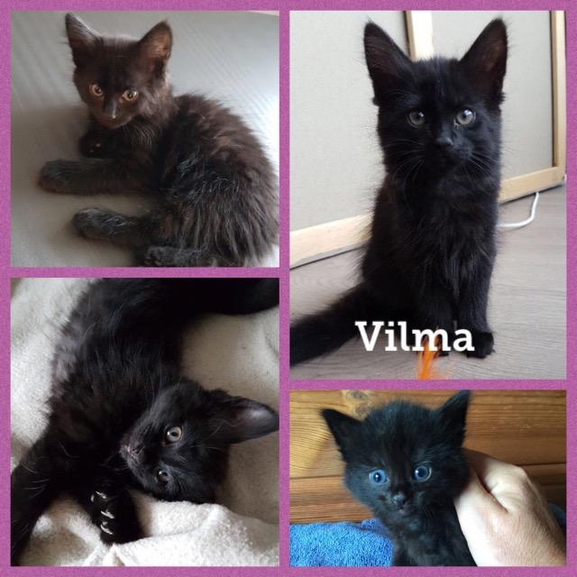 Vilma0919.jpg