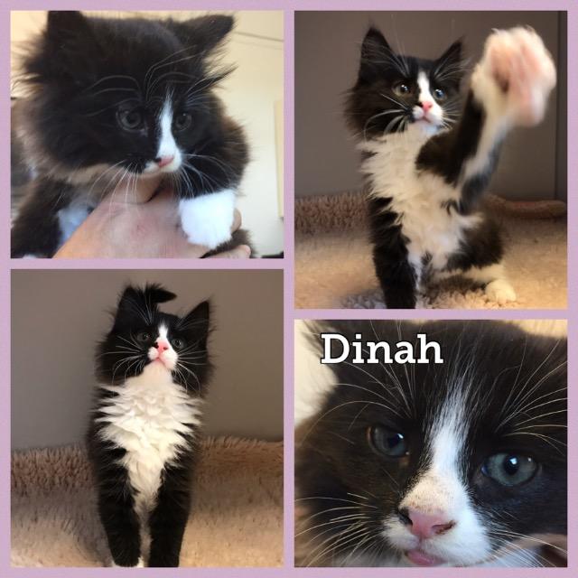 dinah1119.jpg