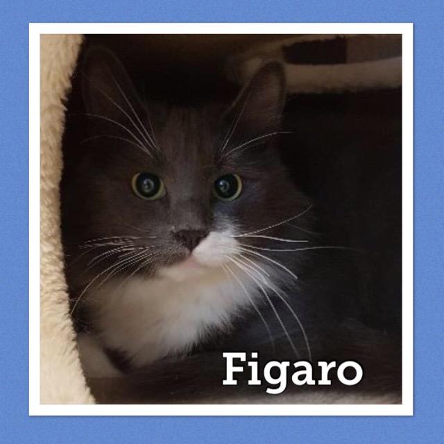 figaro0919.jpg