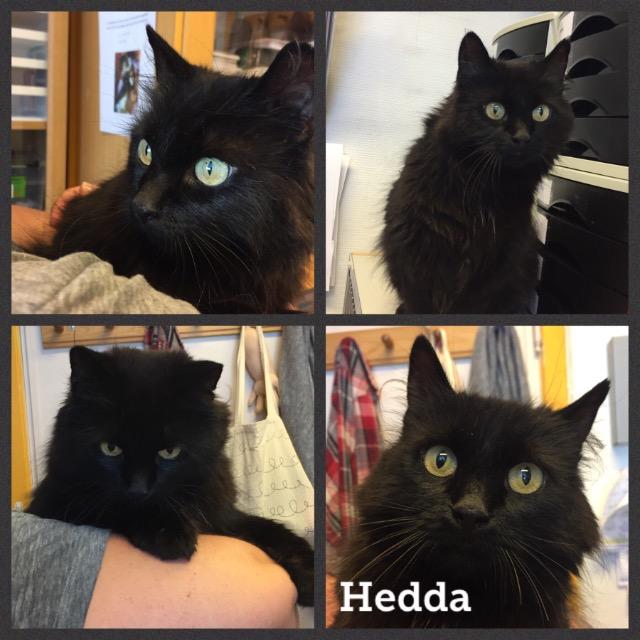 hedda0819.jpg