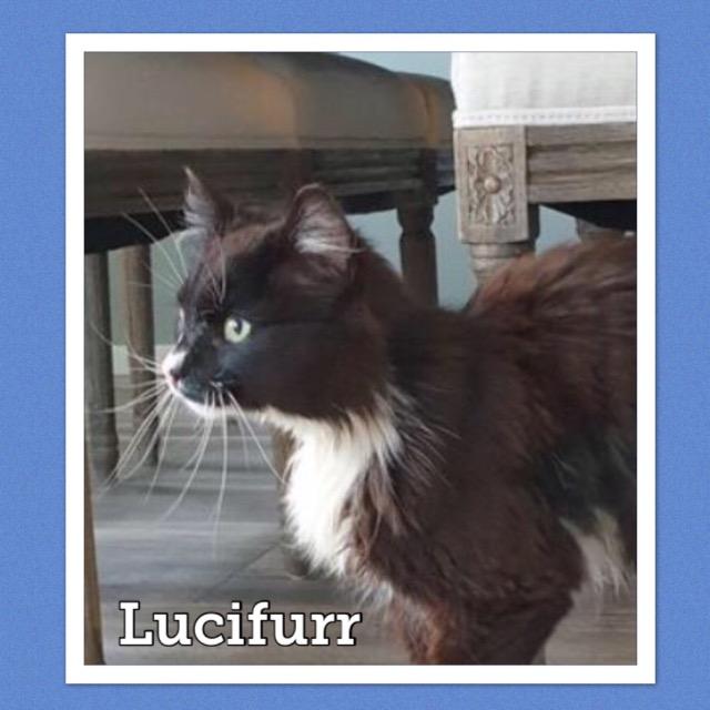 lucifurr0919.jpg