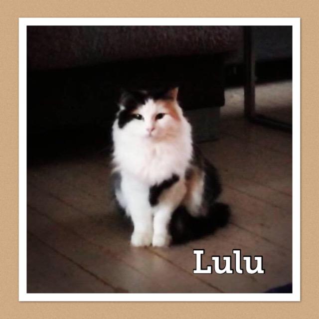 lulu1219.jpg