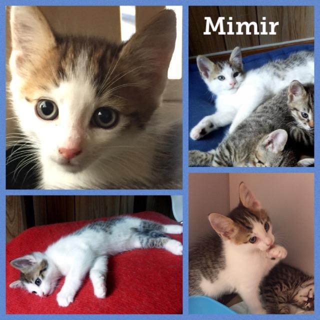 mimir0819.jpg