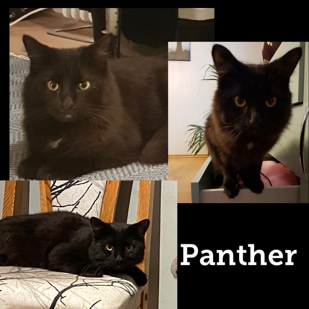 panther0121.jpg