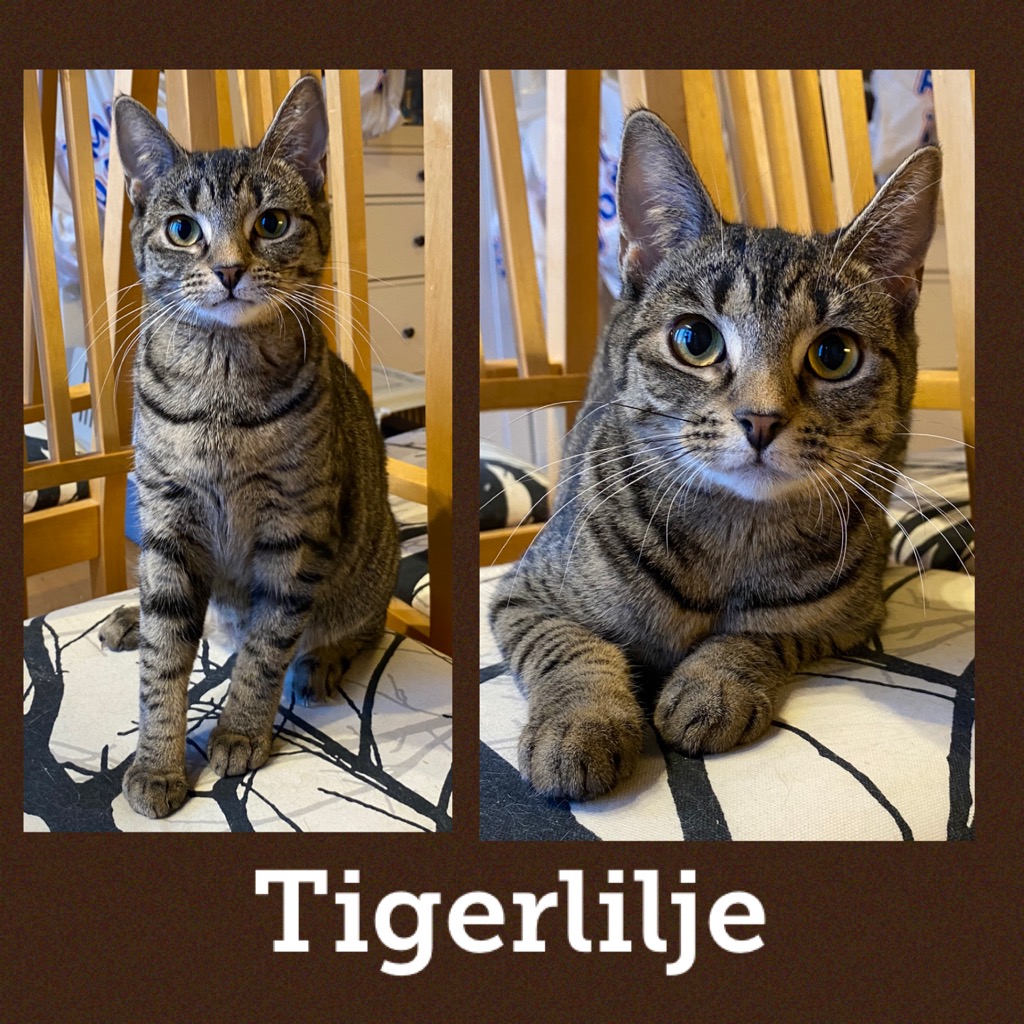 tigerlilje0121.jpg