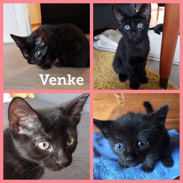 venke1019.jpg